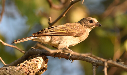 Pájaro indicador del Zambeze