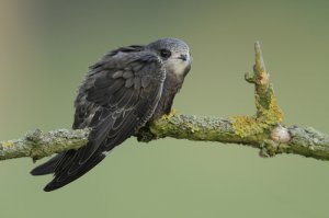 Conoce al pájaro que duerme volando