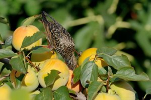 Reflectantes Repelentes de Pájaros para Evitar Que Las Aves Protejan Flores y Jardines Búho Espantapajaros colmanda 2Pcs Búho Repelente de Aves 