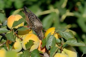 Cómo evitar que los pájaros picoteen tu jardín