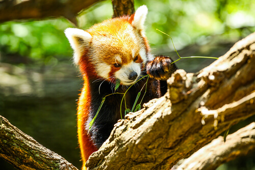 Panda menor: alimentación
