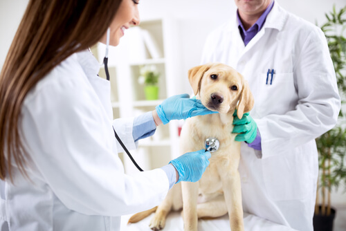 Parvovirus canino: tratamiento