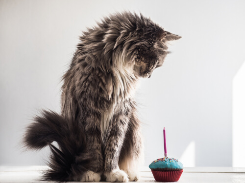 Pasteles para gatos