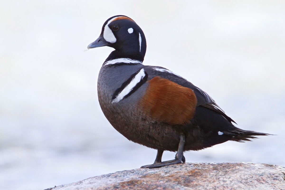 Uno de los animales de la tundra.