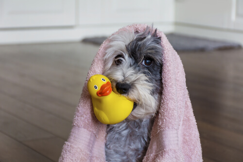 Peluquería canina en casa