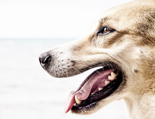 Pérdida de dientes en perros