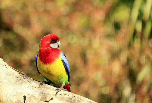 Perico multicolor: características