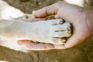 ¿Cuál es el perro con las patas más fuertes?