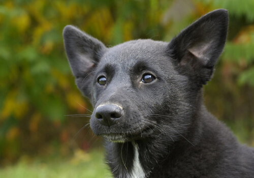 Perro de Canaán: características