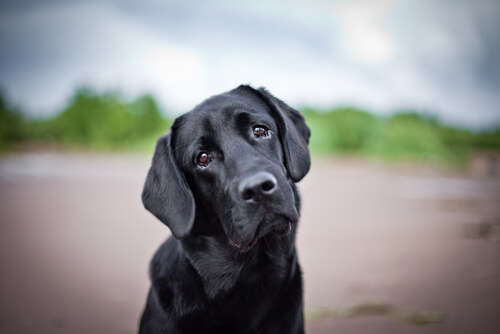 Perro decaído