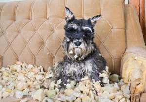 7 Consejos para reducir el estrés en perros