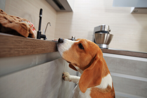 Perro en la cocina