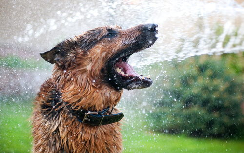 Perro, manguera y agua