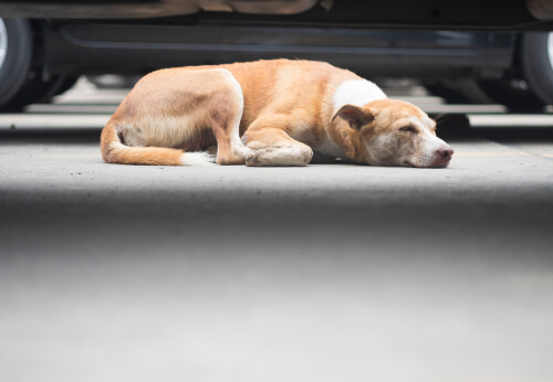 Perro mayor duerme mucho