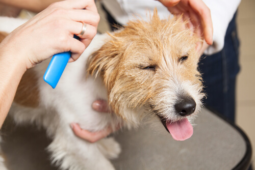Perro nervioso en peluquería canina