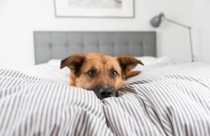 ¿Por qué mi perro no quiere dormir en su cama?