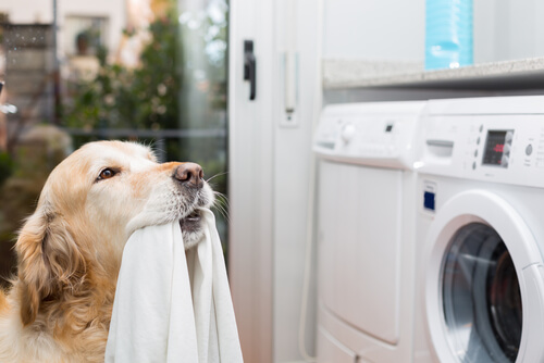 Perro que pone la lavadora
