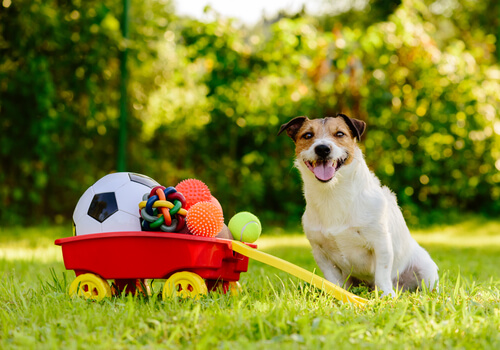 Un cane accanto ai suoi giocattoli