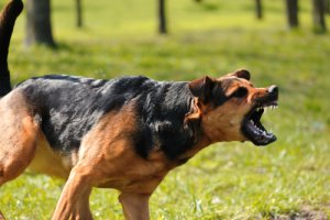 Agresividad canina y hormonas