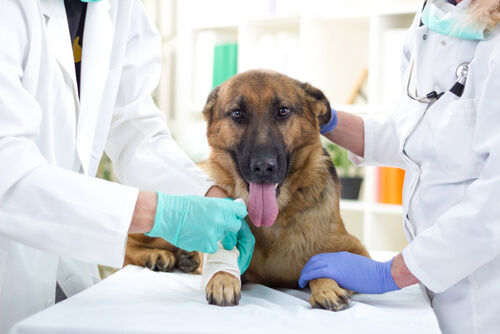 Perros con extremidades cortas