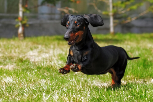 Perros con patas cortas