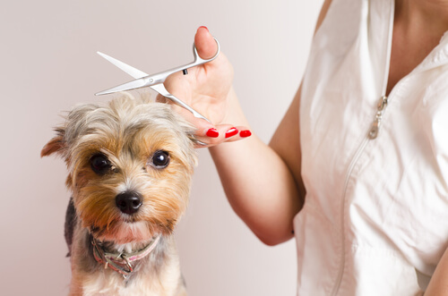 Consejos para perros que lo pasan mal en la peluquería