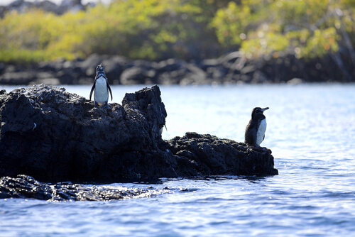 Pingüino de Galápagos