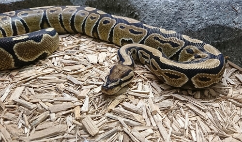 Pitón real: hábitat