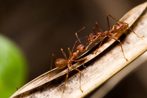 Plagas de insectos agrícolas