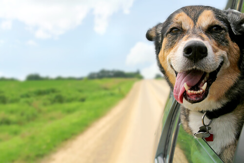 Tips para ir de viaje con el perro