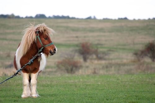 El pony: origen, características y curiosidades