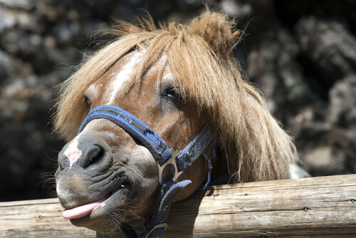 Pony: origen