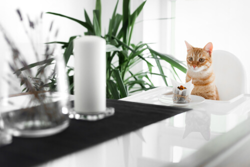 Postres para gatos