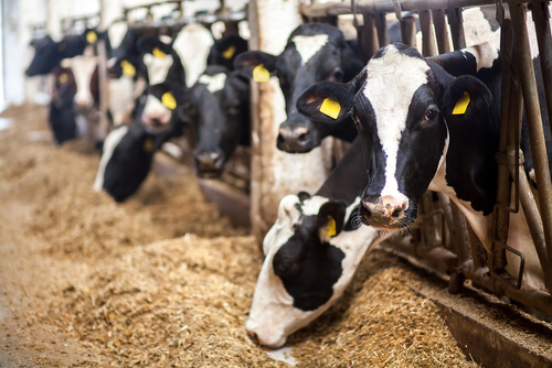 La reproducción de las vacas y la producción de leche
