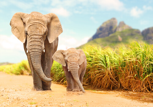 Proteger a los elefantes
