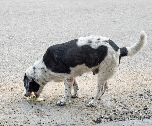Provocar vómito a perro por envenenamiento