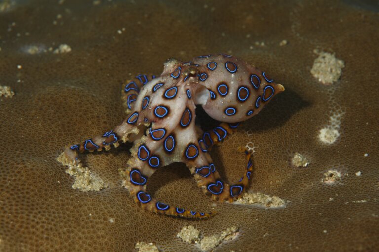 Pulpo anillos azules veneno