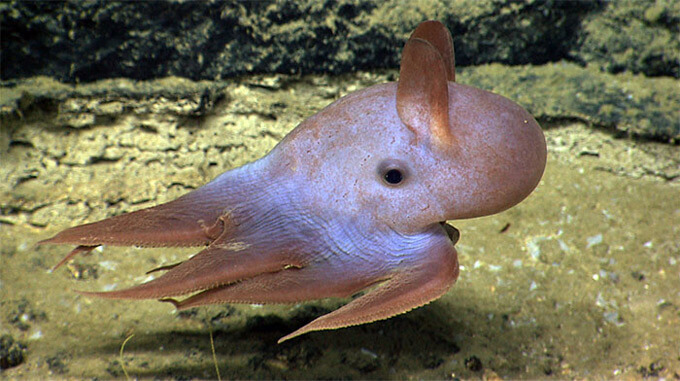 El pulpo dumbo: curioso pero desconocido