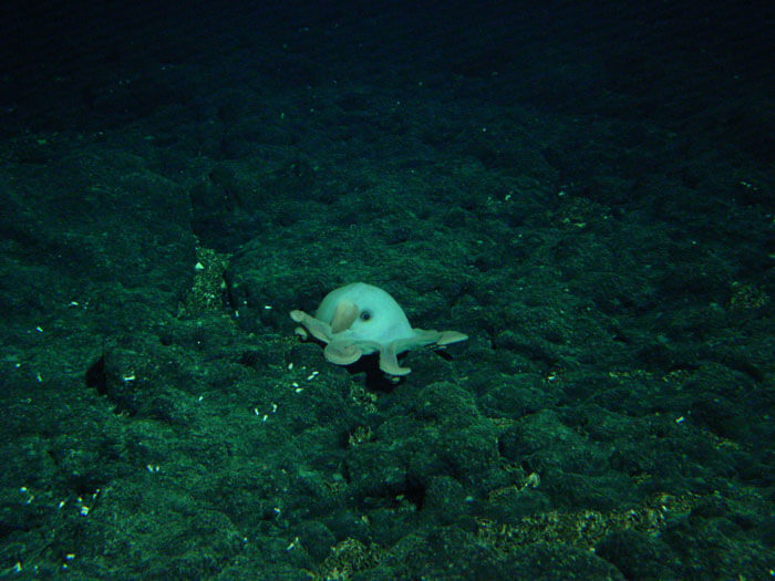 Pulpo dumbo: hábitat