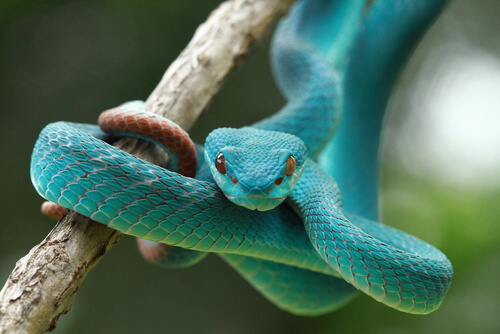 Qué hacer si me encuentro una serpiente