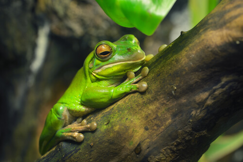 Rana australiana
