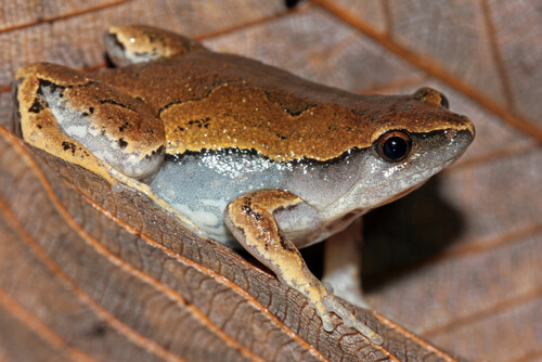 Rana de hojarasca