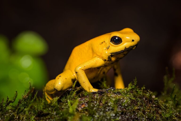 Rana venenosa dorada