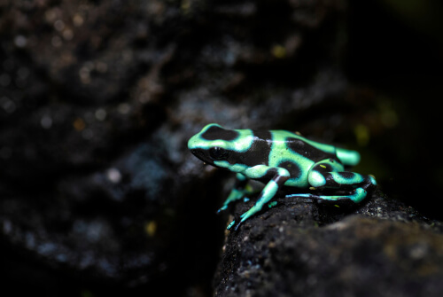 Rana venenosa verde y negra