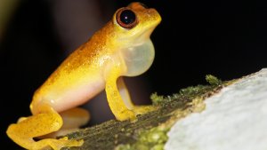 5 anfibios de Sudamérica
