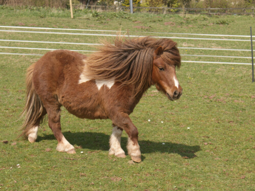 Razas de pony