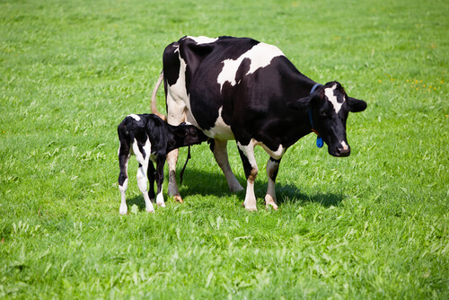 La reproduction des vaches.