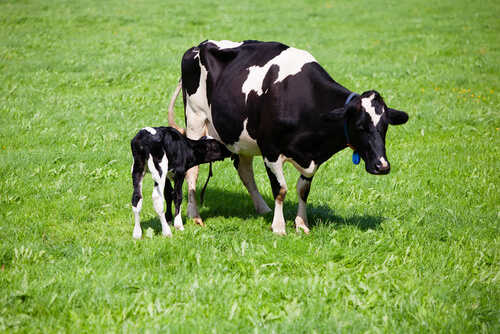 Allattamento negli animali da fattoria: mucca allatta un vitello.