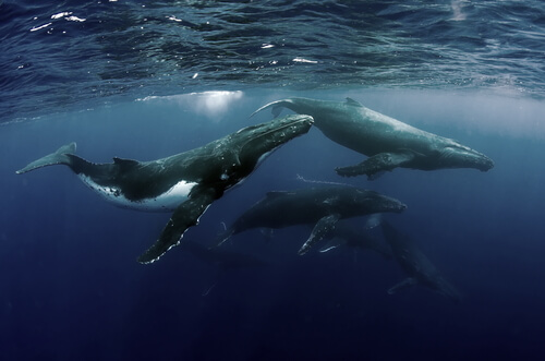 Reuniones de ballenas