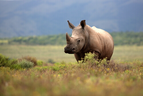 Rinoceronte: amenaza